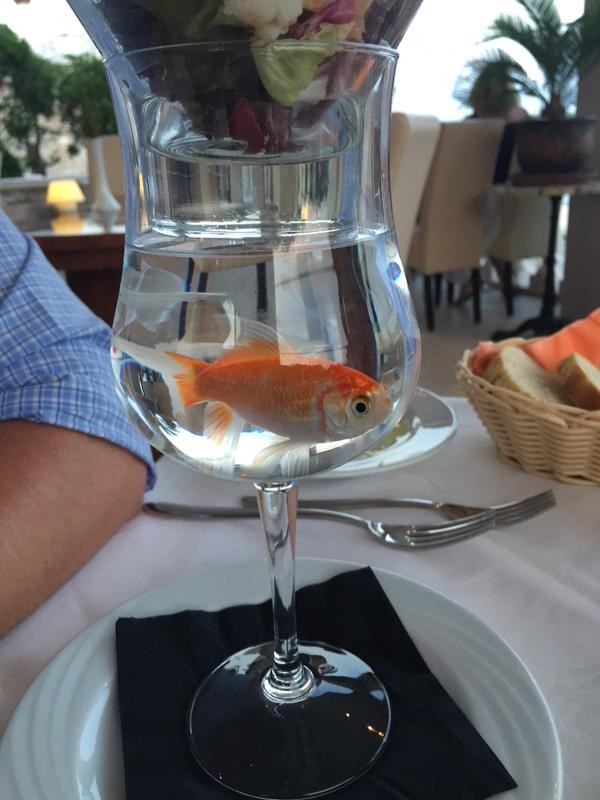 goldfish under prawn cocktail