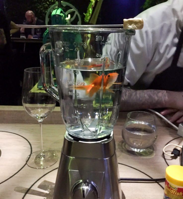 goldfish in a liquidiser